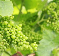 Waratah Hills Vineyard - Perths Hotel