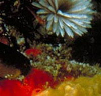 Point Cooke Marine Sanctuary - Perths Hotel