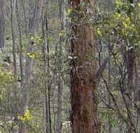 Heathcote-Graytown National Park - Perths Hotel
