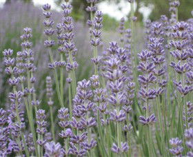 Warratina Lavender Farm - Perths Hotel 0