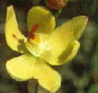 Langwarrin Flora and Fauna Reserve - Perths Hotel