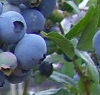 Tuckerberry Hill - Perths Hotel