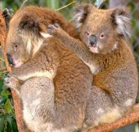 Shoalhaven Zoo - Perths Hotel