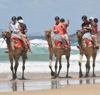 Camel Rides with Coffs Coast Camels - Perths Hotel