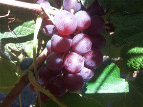 Top Note Vineyard - Perths Hotel 1