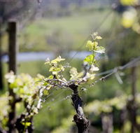 Mount Cole WineWorks - Perths Hotel