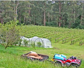 Peveril Vineyard/Beechy Berries - Perths Hotel 1