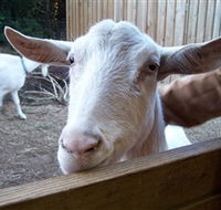 Drysdale Cheeses - Perths Hotel