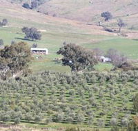 Wymah Organic Olives and Lambs - Perths Hotel