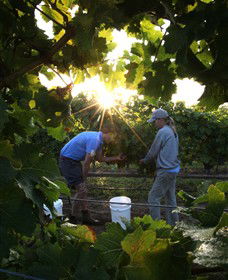 Oakdene Vineyards Restaurant And Cellar Door - Perths Hotel 3