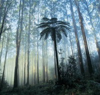 Yarra Ranges National Park - Perths Hotel