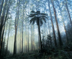 Yarra Ranges National Park - Perths Hotel 0