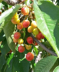 Mouat's Farm - Perths Hotel 1