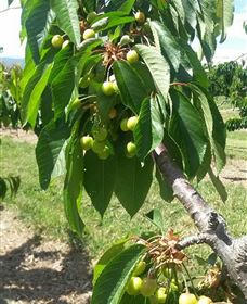 Mouat's Farm - Perths Hotel 2