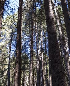 Sugarpine Walk - Perths Hotel 1