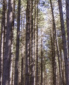 Sugarpine Walk - Perths Hotel 3