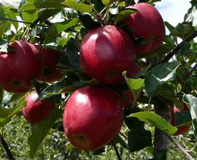 Wilgro Orchards - Perths Hotel 3