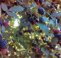 Gunnadoo Berries - Perths Hotel