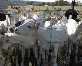 Jannei Artisan Cheese Makers - Perths Hotel 5