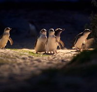 Phillip Island Nature Parks - Perths Hotel