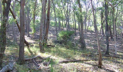 Burning Mountain Nature Reserve - Perths Hotel 3