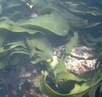 Churchill Island Marine National Park - Perths Hotel