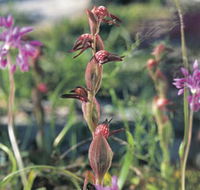 Carnamah-Eneabba Wildflower Drive - Perths Hotel