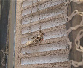 Sacs On Jenkins - Perths Hotel 6