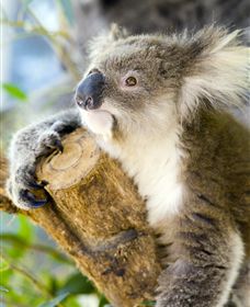 Maru Koala And Animal Park - Perths Hotel 1