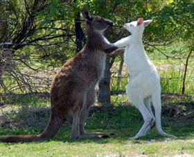 Maru Koala And Animal Park - Perths Hotel 5