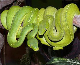 Canberra Reptile Zoo - Perths Hotel 2
