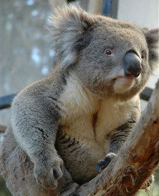 National Zoo & Aquarium - Perths Hotel 5