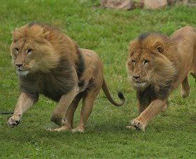 National Zoo & Aquarium - Perths Hotel 4