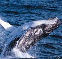Sydney Eco Whale Watching - Perths Hotel