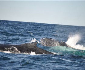 Oz Whale Watching - Perths Hotel 3
