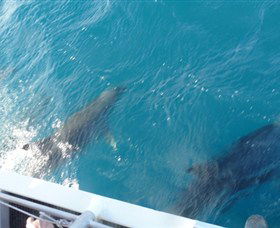 Oz Whale Watching - Perths Hotel 4