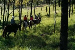 Hunter Valley Horse Riding And Adventures - Perths Hotel 0