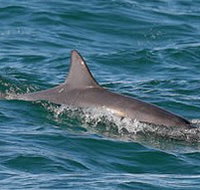 Byron Bay Dolphin Wildlife Tours - Perths Hotel