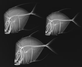 X-Ray Vision: Fish Inside Out - Perths Hotel 0