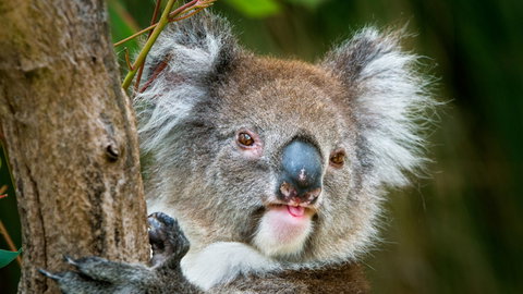 Brisbane Water National Park - Perths Hotel 2