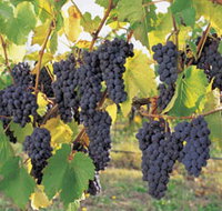 Hills Short Wine and Food Trail - Perths Hotel