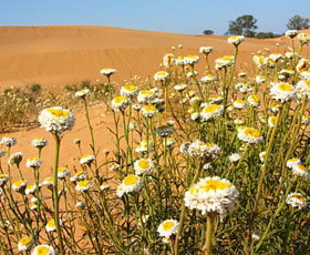 Perry Sandhills - Perths Hotel 1