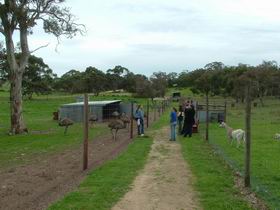 Avenue Emus - Perths Hotel 0