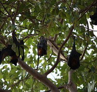 Manngarre Rainforest Walk - Perths Hotel