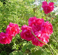 Bishop's Lodge Historic House and Heritage Rose Garden - Perths Hotel