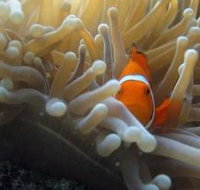 Beaver Reef Dive Site - Perths Hotel