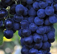 De Bortoli Wines Bilbul - Perths Hotel