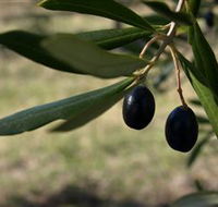 Red Rock Olives - Perths Hotel