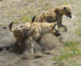 Altina Wildlife Park - Perths Hotel 0