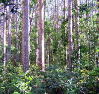 Cathu State Forest - Perths Hotel